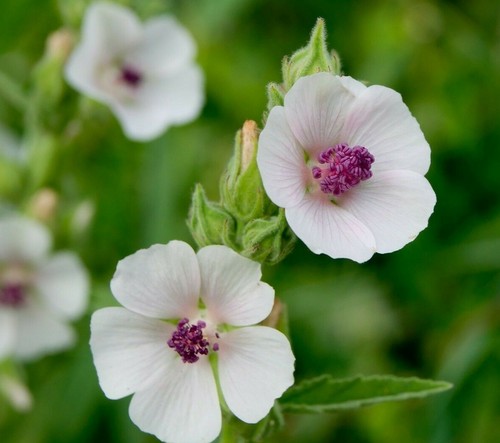 Marshmallow seeds althaea - seeds,